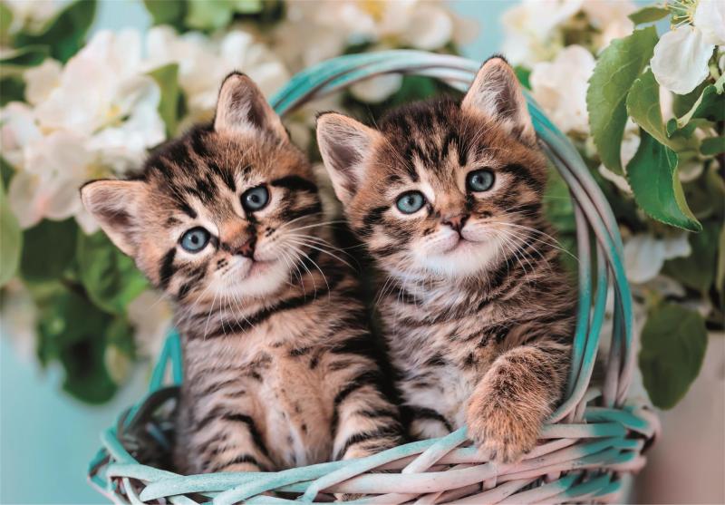 PUZZLE 60 SUPER KOLOR LOVELY KITTY TWINS