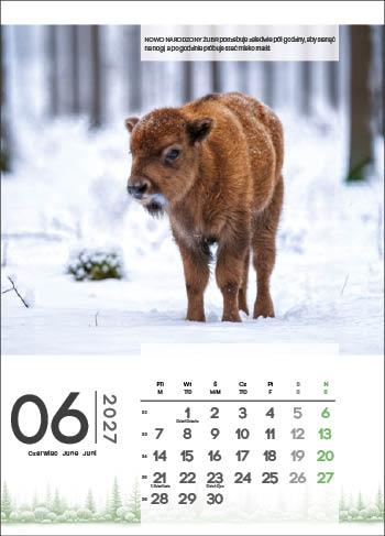 KALENDARZ WIELOPLANSZOWY LEŚNE MALUCHY JOTAN STANDARD