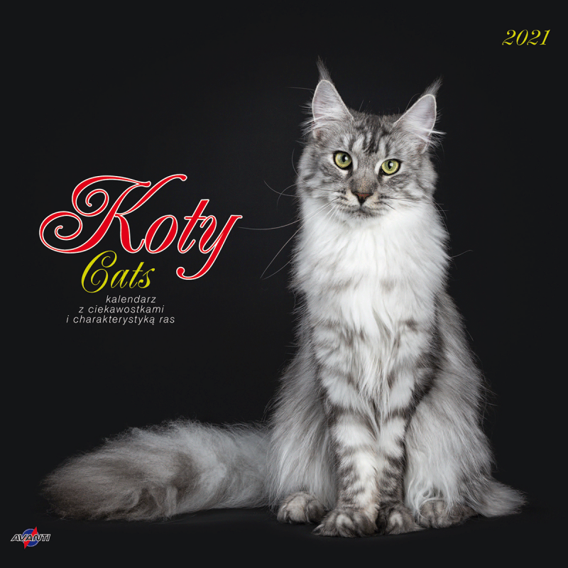 KALENDARZ ALBUMOWY DUŻY KOTY 2027