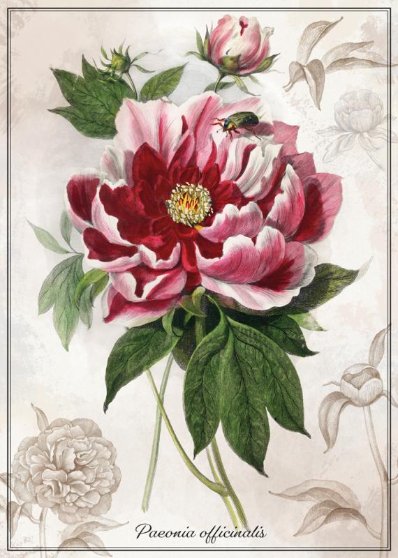 PUZZLE 1000 BOTANIC PEONY