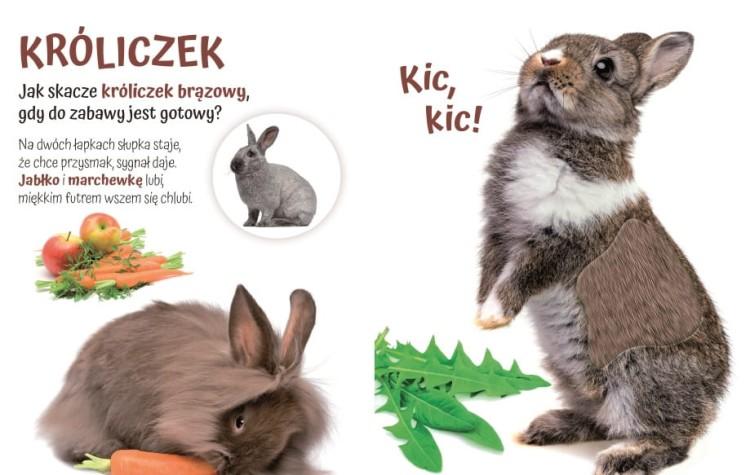 KSIĄŻECZKA POGŁASZCZ DOMOWE ZWIERZĄTKO