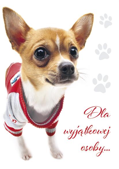 LAURKA B6B POLMAK BROKAT OGÓLNE