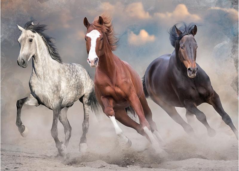 PUZZLE 1000 WILD HORSES 1