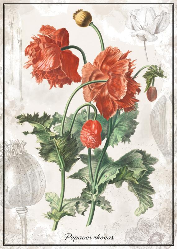 PUZZLE 1000 BOTANIC POPPY