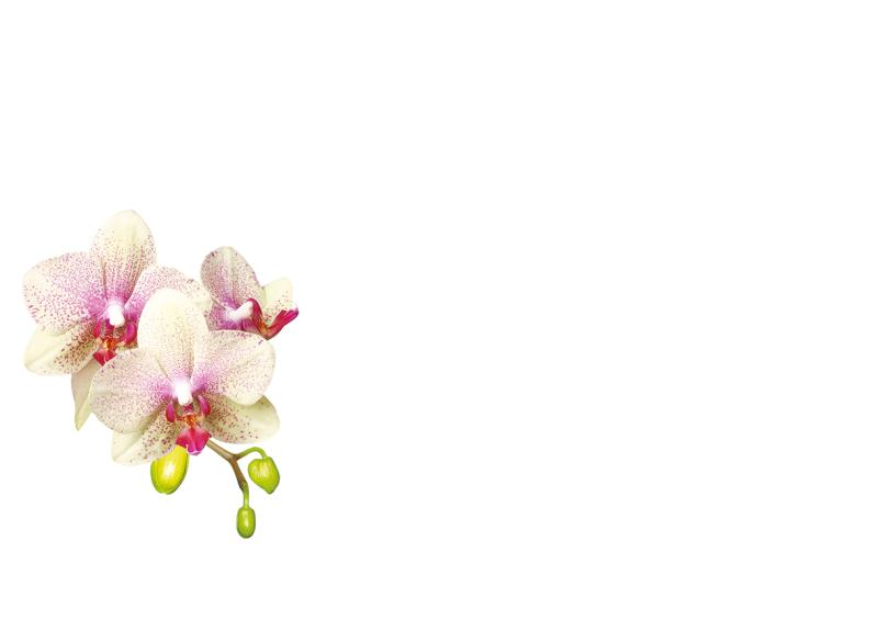 KOPERTA KOLOR B6 A100 POLMAK KWIATY