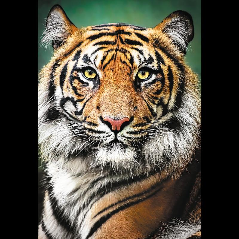 PUZZLE 1500 TREFL PORTRET TYGRYSA