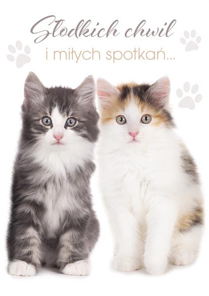 LAURKA B6B POLMAK BROKAT OGÓLNE