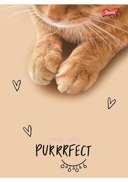 ZESZYT A5/60 = PURRFECT MOMENTS LAMINOWANY