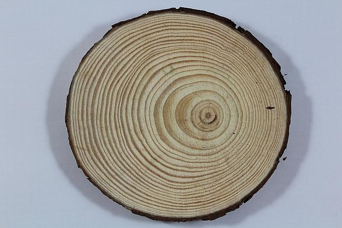 PLASTER DREWNA 13-14 CM/1,5 CM