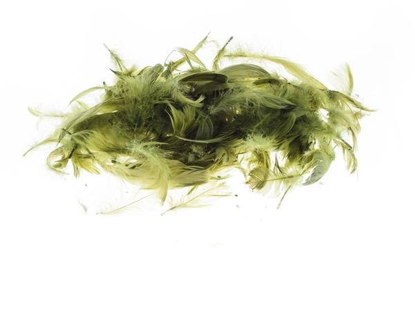 PIÓRKA 7G OLIWKOWY BREWIS
