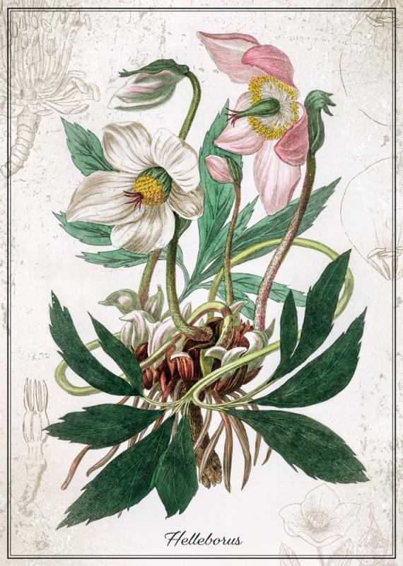 PUZZLE 1000 BOTANIC HELLEBORUS